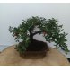 Foto 0: Bonsai cotoneaster 8 anos - 1536
