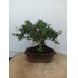 Foto 1: Bonsai cotoneaster 8 anos - 1536