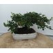 Foto 0: Bonsai cotoneaster 8 anos - 1537