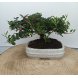 Foto 1: Bonsai cotoneaster 8 anos - 1537