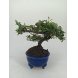 Foto 0: Bonsai cotoneaster 8 anos - 1538