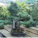 Foto 0: Bonsai Pinus Pentaphylla 45 anos - 1539