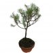 Foto 0: 1540 - Muda de Pinus Pinea 5 anos