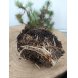 Foto 1: 1540 - Muda de Pinus Pinea 5 anos