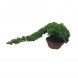 Foto 0: Bonsai Juniperus Procumbens Nana - 1552