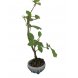 Foto 0: Bonsai Fagus Sylvatica 4 anos - 1554