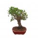 Foto 0: Bonsai Zelcova Parvifolia 8 anos - 1555