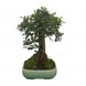 Foto 0: Bonsai Zelcova Parvifolia 8 anos - 1556