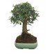 Foto 1: Bonsai Zelcova Parvifolia 8 anos - 1556