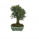 Foto 0: Bonsai Zelcova Parvifolia 8 anos - 1557