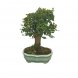 Foto 1: Bonsai Zelcova Parvifolia 8 anos - 1557