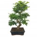 Foto 0: Bonsai Ligustrum Sinensis 8 anos - 1558