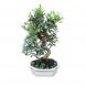 Foto 0: Bonsai Pistacio lentiscus 10 anos - 1561