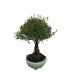 Foto 0: Bonsai Syzygium Buxifolium 6 anos - 1562