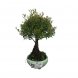 Foto 1: Bonsai Syzygium Buxifolium 6 anos - 1562