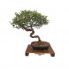 Foto 0: Bonsai Sageretia Theezans 10 anos - 1563