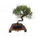 Foto 1: Bonsai Sageretia Theezans 10 anos - 1563
