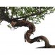 Foto 2: Bonsai Sageretia Theezans 10 anos - 1563
