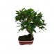 Foto 0: Bonsai Carmona 4 anos - 1564
