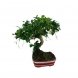 Foto 1: Bonsai Carmona 4 anos - 1564
