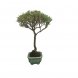 Foto 0: Bonsai Serissa Phoetida - Mil estrelas - 1576
