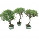 Foto 1: Bonsai Serissa Phoetida - Mil estrelas - 1576