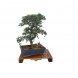 Foto 0: Bonsai Zelcova Parvifolia 10 anos + Tesoura inox + figura decorativa - 1577