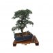 Foto 0: Bonsai Zelcova Parvifolia 10 anos + Tesoura + figura decorativa - 1578