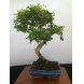 Foto 0: Bonsai Ligustrum Sinensis 8 anos - 1597