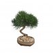 Foto 0: Bonsai Pinus Thunbergii Senjyumaru - 1598