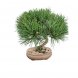 Foto 1: Bonsai Pinus Thunbergii Senjyumaru - 1598