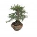Foto 0: Bonsai Ulmus Parvifolia Shohin 15 anos