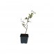 Foto 0: 1616 - Muda de Prunus Incisa kojo-no-mai