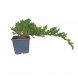 Foto 0: 1621 - Muda de Juniperus procumbens nana 3 anos