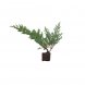 Foto 0: 1628 - Muda de Juniperus chinensis S. Jos�