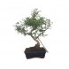 Foto 0: Bonsai Zanthoxyllum piperitum 8 anos - 1629