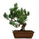 Foto 0: Bonsai Pinus Pentaphylla''Settsugoyo'' 32 anos - 172