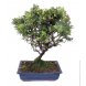 Foto 0: bonsai pyracantha - 178