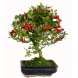 Foto 1: bonsai pyracantha - 178