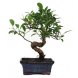 Foto 0: bonsai ficus retusa - 18 