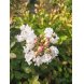 Foto 1: bonsai lagerstroemia indica 8 anos - 191