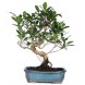 Foto 0: bonsai ficus retusa 8 anos - 19