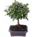 Foto 0: Bonsai Carmona Macrophylla 5 anos - 1 