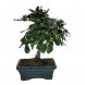 Foto 1: Bonsai Carmona Macrophylla 5 anos - 1 