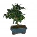 Foto 2: Bonsai Carmona Macrophylla 5 anos - 1 
