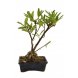 Foto 0: Bonsai Magnolia stellata 10 anos - 212