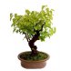 Foto 0: bonsai morus - amoreira - 25 anos - 214