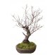 Foto 0: bonsai populus alba 31 anos - 219