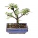 Foto 0: Bonsai Prunus Cerasifera Myrobolano - 220