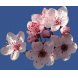 Foto 1: Bonsai Prunus Cerasifera Myrobolano - 220